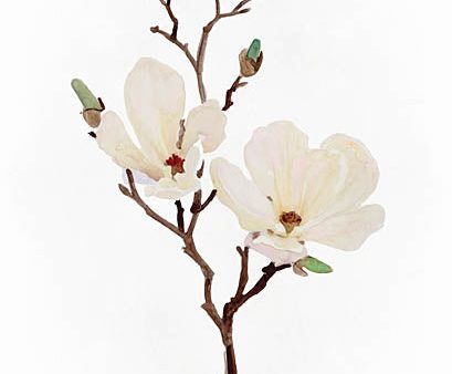 SDS469 - Magnolia - 12x16 Online now