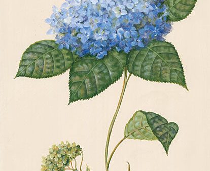 BR501 - Blue Hydrangea - 12x16 Cheap