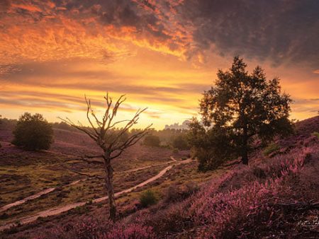 MPP618 - Dead Tree at Sunset - 18x12 Supply