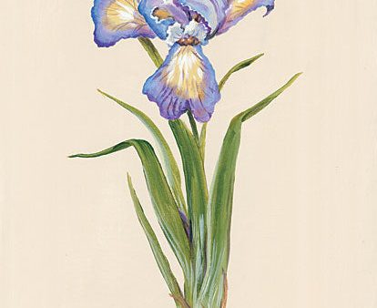 BR502 - Blue Iris - 12x16 Online Sale